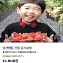 산들유치원 | 🍓 양산 원동 산들 딸기체험장 내돈내산 후기
