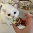 펫앤캣 | 고양이 간식 추천 더캣 미니 푸딩 3가지 맛 후기｜한 컵에 가득 담은 영양 푸딩