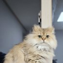 집밥 먹고 뻗었슈~~~ 이미지