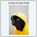 부산강아지분양 퍼피룸 | 부산 강아지 분양 ‘퍼피룸’ 방문 후기 – 믿을 수 있는 반려견 입양처