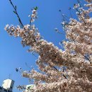 응암2교 - 평창군 | 서울 덜 붐비는 숨은 벚꽃 명소 불광천 실시간 현황 벚꽃축제 안내