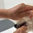1분컷 펫칫솔 메이브러쉬 강아지칫솔 사용후기