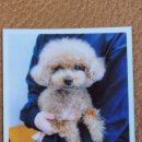 동물병원알루 이미지