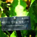 알피 이미지