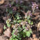 문수사 | 충남 서산 겹벚꽃 명소 문수사 실시간 CCTV 개화상황