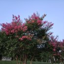 망마보조경기장 이미지