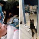 댕댕이천사 이미지