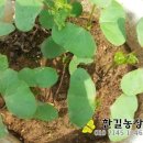 목화인삼