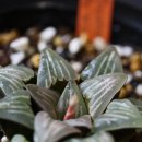 Haworthia mutica 'Streaker'(White widow) 이미지