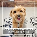 포포앤미루 강동점 | 서울애견카페 강동구애견카페 찾는다면 무조건 여기, ‘포포앤미루’