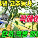 김장용 고추 키우기! 탄저병 역병 고추 약치기 이미지