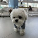코코케아
