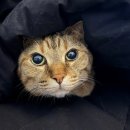 금쪽금쪽금쪽반려동물병원 | 🐾 고양이보험 비교하다가 결국 선택한 이유! KB다이렉트 금쪽같은펫보험 후기