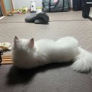 예뻐지개냥 이미지