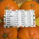 예찬농장 | 제주 예찬농장 레드향 산지직송 후기, 당도 높은 설 선물세트 추천