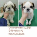 강변애견미용호텔 이미지