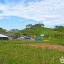 금강산낙지마을 | [전라남도 해남군] 달마고도