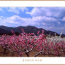 경북 영덕 복숭아꽃 축제 이미지