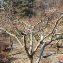 복숭아쉼터 이미지