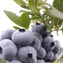 선우농장2 이미지