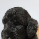 골든블랙123 이미지