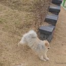 도그헬퍼 | 대구 최초 강아지운동장 달서반려견놀이터 이용후기