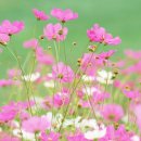 강인목장 이미지