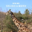 11590-가50-3 | 3월 꽃구경 가볼만한곳 에버랜드 워킹사파리 튤립축제 솔직 후기