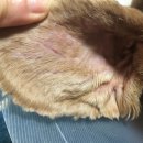 코카 24시 동물병원 이미지