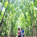 (주) 칸코쿠나비 여행사 | 보홀 여행 코스 경비 보홀 자유여행 일정 호핑 투어 예약