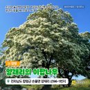 양재리이팝나무 이미지