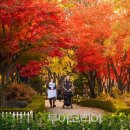 중국단풍길 이미지
