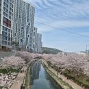 동삼 | 부산 영도 아미르공원 동삼해수천 벚꽃길 후기 | 구룡마을 벚꽃축제 낮 산책 코스