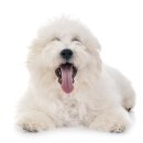 행복한 강아지 이미지