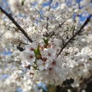 (유)드림렌터카 강진영업소 | (봄여행) 순천만국가정원