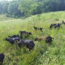 안성흑염소농장 이미지