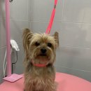 토브 펫 살롱 이미지