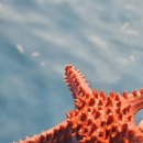 섬내음 | 세부 호핑투어의 꽃! 포카리스웨트 감성 충만한 청정 낙원, ‘카오하간 섬(Caohagan Island)’ 솔직 후기
