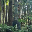 청춘-숲속의 섬,  | 뉴질랜드 패키지 여행후기 6탄] 북섬 레드우드 트레킹과 연가의 배경지 로토루아 호수