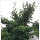 진아농장 이미지