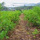 조현덕농장 이미지