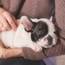 머무름 펫 이미지