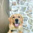 부산펫(주) 이미지