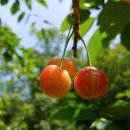 하금농장 이미지