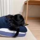 경도테크 | 기능성 베개 추천 목이편한 베드기어 밸런스 1.0 후기