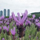 향기정원 이미지