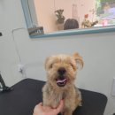 복실애견 이미지