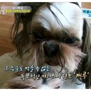 동물농장 이미지