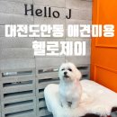 도안중로 | 대전 도안동 애견미용 추천 헬로제이 | 예민한 강아지도 편안했던 위생미용 후기