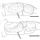 Argulus japonicus(チョウ)와 Argulus coregoni(チョウモドキ）의 식별 이미지